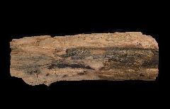Petrified Wood section - Blue Forest | Buried Treasure Fossils