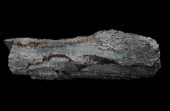 Blue Petrified Wood - Indonesia | Buried Treasure Fossils