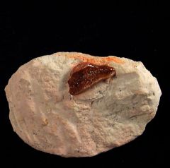 Arpagodus rectangulus tooth for sale | Buried Treasure Fossils