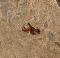 Arpagodus rectangulus tooth for sale | Buried Treasure Fossils