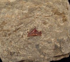 Ctenacanthus obruchevi tooth for sale | Buried Treasure Fossils