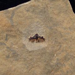 Russian Ctenacanthus tooth for sale | Buried Treasure Fossils