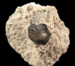 Rare Deltodus concha tooth for sale | Buried Treasure Fossils