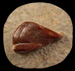 Extra large Deltodus sp. tooth for sale | Buried Treasure Fossils