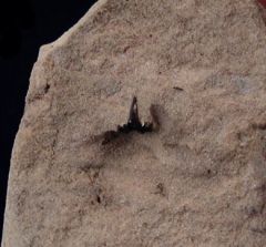 Symmorium sp.