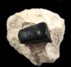 Lagarodus angustus tooth for sale | Buried Treasure Fossils