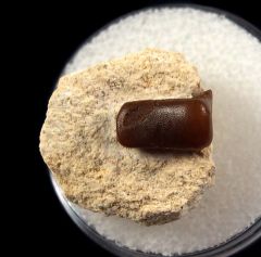 Real Lagarodus angustus tooth for sale | Buried Treasure Fossils