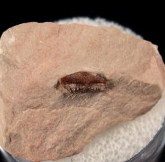 Lophodus marginalis tooth for sale | Buried Treasure Fossils