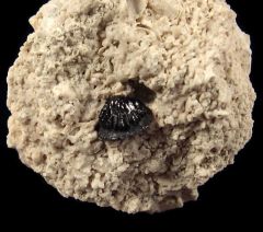 Russian Lagarodus angustus tooth for sale | Buried Treasure Fossils