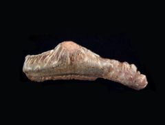 Polyacrodus sp.