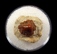 Large Petrodus barbotanus denticle for sale | Buried Treasure Fossils