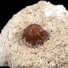 Large Petrodus barbotanus denticle for sale | Buried Treasure Fossils