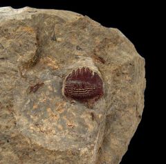Permopetalodus frederixi tooth for sale | Buried Treasure Fossils