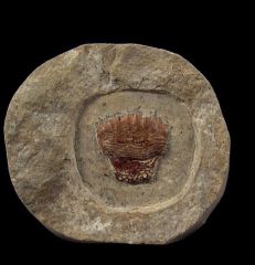 Russian Permopetalodus frederixi tooth for sale | Buried Treasure Fossils
