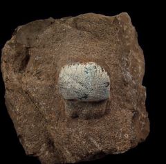 Rare Permopetalodus sp. tooth for sale | Buried Treasure Fossils