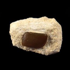 Russian Psammodus	turgidus tooth for sale | Buried Treasure Fossils