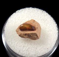 Rare Sandalodus minor tooth for sale | Buried Treasure Fossils