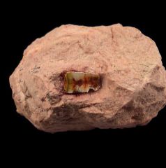 Polyrhyzodus longus tooth for sale | Buried Treasure Fossils