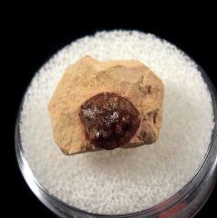 Solenodus sp. tooth for sale | Buried Treasure Fossils
