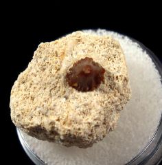 Real Solenodus sp. tooth for sale | Buried Treasure Fossils
