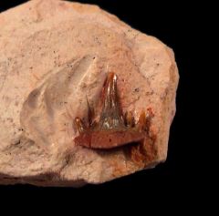 Real Symmorium lamnoides tooth for sale | Buried Treasure Fossils