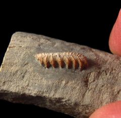 Russian Campodus sp. tooth for sale | Buried Treasure Fossils