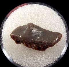 Russian Uralodus zangerli tooth for sale | Buried Treasure Fossils