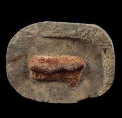 Extra large Deltodus sp. tooth for sale | Buried Treasure Fossils