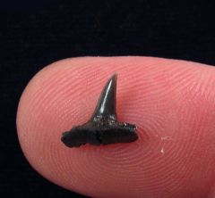 Sphenodus stschurowskii