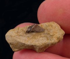 Platyxystrodus sp.