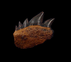 Notidanodon lanceolatus upper jaw tooth  - Stariy Oskol, Russia | Buried Treasure Fossils