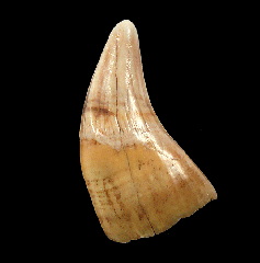 Perfect cave bear tooth for sale | Buried Treasure Fossils