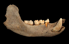 Adult Cave Bear jaw for sale