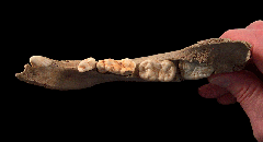 Adult Cave Bear jaw for sale | Buried Treasure Fossils