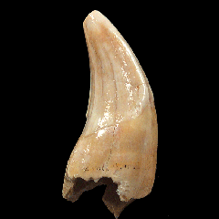 Perfect cave bear tooth for sale | Buried Treasure Fossils