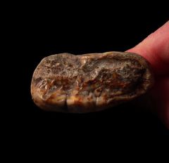 Cave bear molar for sale | Buried Treasure Fossils
