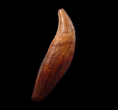 Romanian Cave bear molar for sale | Buried Treasure Fossils