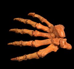 Cave bear fossils for sale | Buried Treasure Fossils