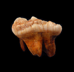 Cave bear tooth | Buried Treasure Fossils