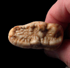 Cave bear molar | Buried Treasure Fossils
