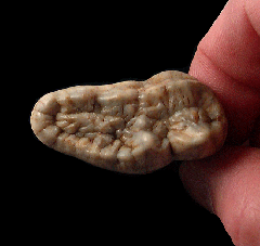 Ice Age cave bear molar for sale | Buried Treasure Fossils