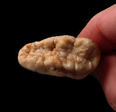 Rare Cave bear incisor for sale | Buried Treasure Fossils