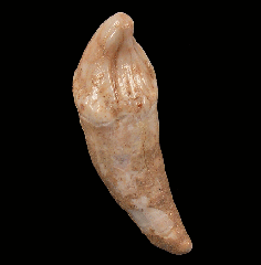 Romanian cave bear incisor tooth for sale | Buried Treasure Fossils