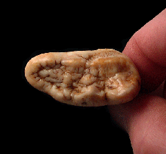 Rare Cave bear incisor for sale | Buried Treasure Fossils