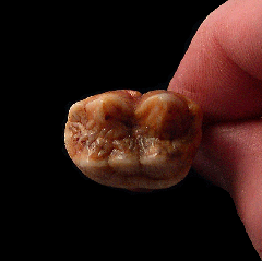 Romanian cave bear incisor tooth for sale | Buried Treasure Fossils