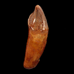 Romanian cave bear incisor tooth for sale | Buried Treasure Fossils