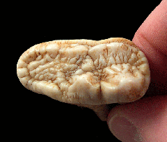 Ice Age cave bear tooth | Buried Treasure Fossils