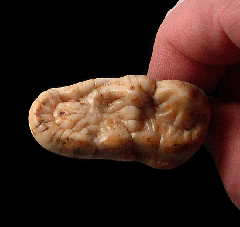 Ice Age Cave bear incisor tooth for sale | Buried Treasure Fossils