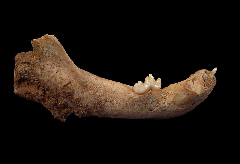 Ice Age Brown bear jaw | Buried Treasure Fossils