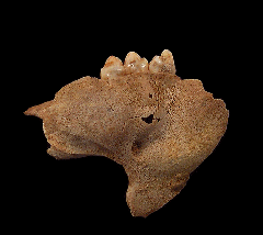 Ice Age Brown bear jaw | Buried Treasure Fossils